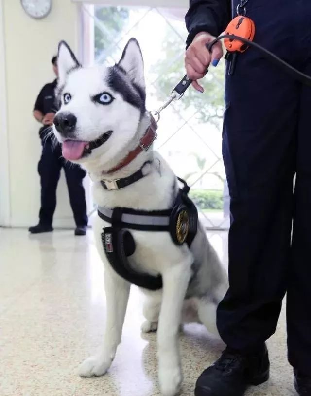 5天時間把二哈訓練成警犬？民警小姐姐：我太難了！ 寵物 第19張