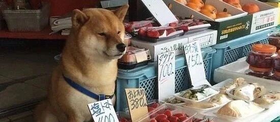 别羡慕狗狗不用上班了，你不知道当打工狗有多难！