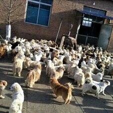 紧急，被困的几百只流浪狗饥寒交迫，急需救助！