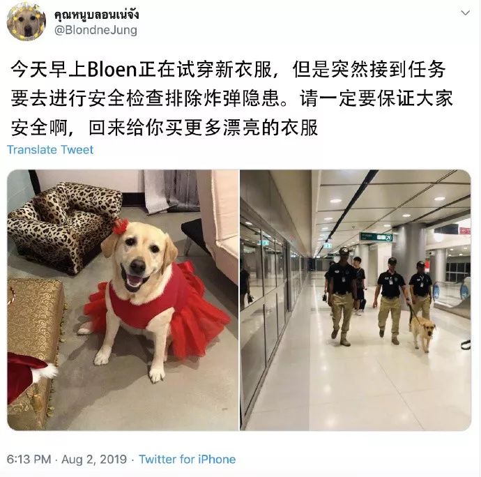 警犬試穿新裙子時，突然接到任務...小公主立馬化身小英雄！ 寵物 第2張