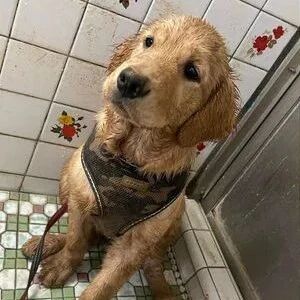 “当你让老公帮忙带狗时会发生的事...”哈哈哈哈哈哈！