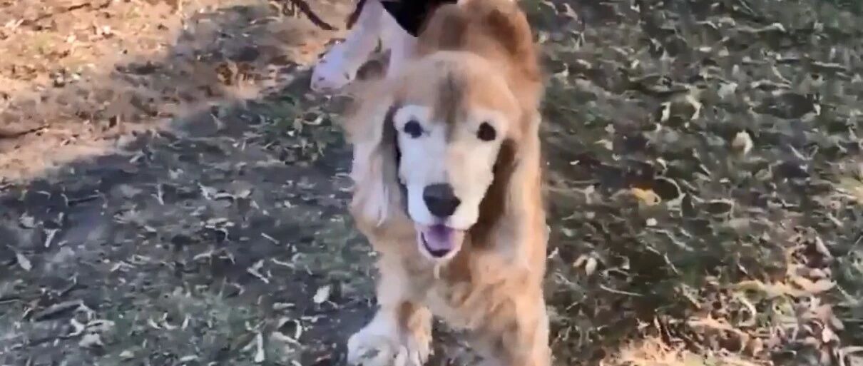 养了15年的狗狗，突然不认识我了。