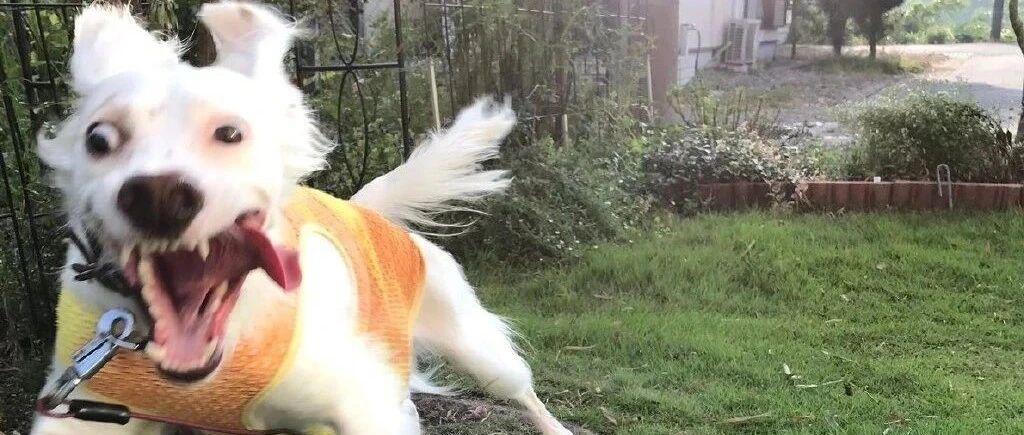 狗子因为丑到“丧尸画风”在网上爆红，而幕后黑手竟是...