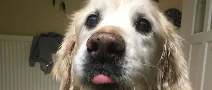 “这么老的狗你还养着，图啥？”当然是图它...长得可爱呀！