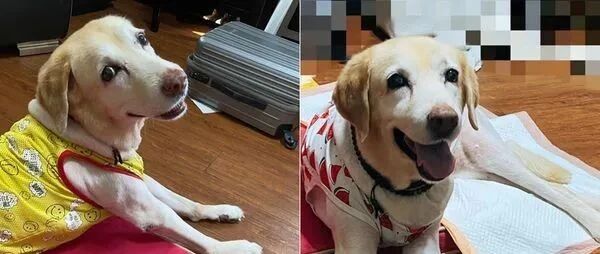 16岁老拉拉因瘫痪抑郁，只有看到这个时，它才笑得特别开心...