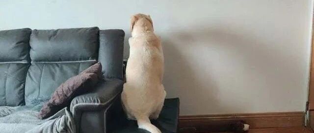 “狗子和我冷战了，怎么办在线等？！”