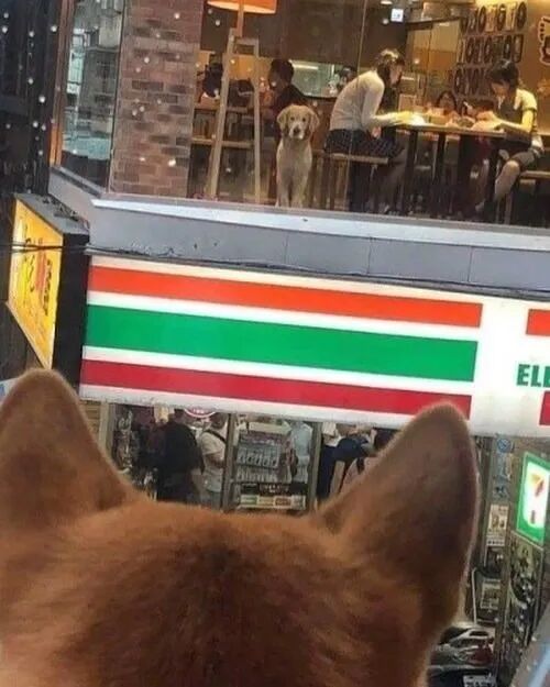 狗狗喜欢上另一只狗狗时的表现...好甜！
