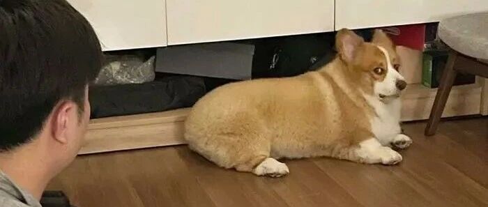 养了柯基才知道：想刀一个人的眼神是藏不住的...​