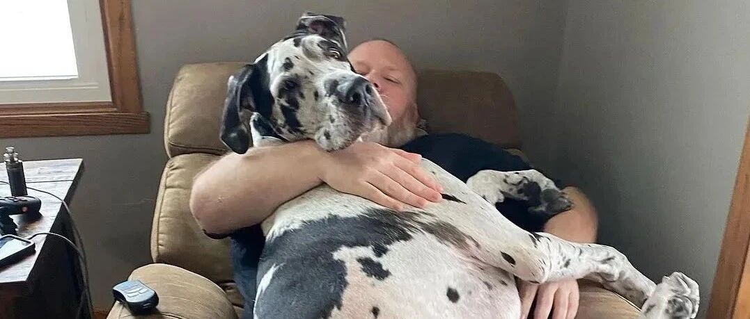 忘记自己长大了...156斤大狗仍每天找主人要抱抱，还压坏了三张沙发！