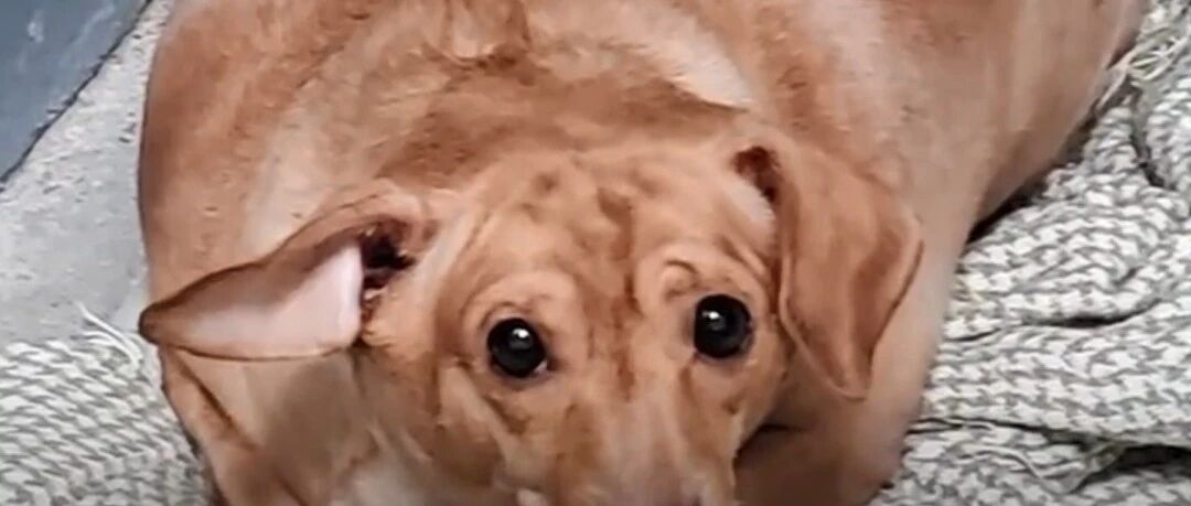 胖到没办法走路的流浪狗，遇到一个有爱的小姐姐后...重获新生！