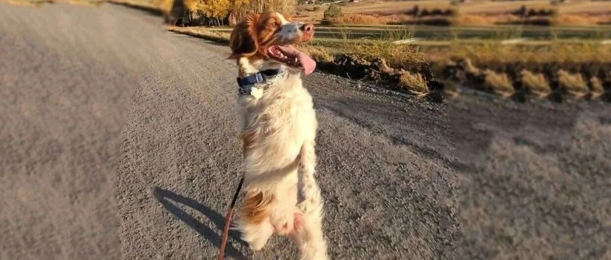 “一场意外的变故，让我家狗子学会了直立行走..”