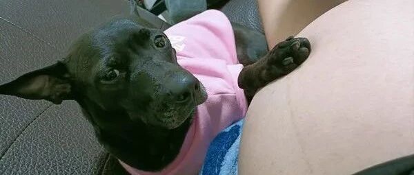 “自从我怀孕后，我家狗就天天趴在我肚子上检查胎动！”