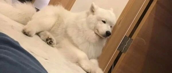 小主人因疫情停课，萨摩耶却笑不出来：劳资快熬不住了！