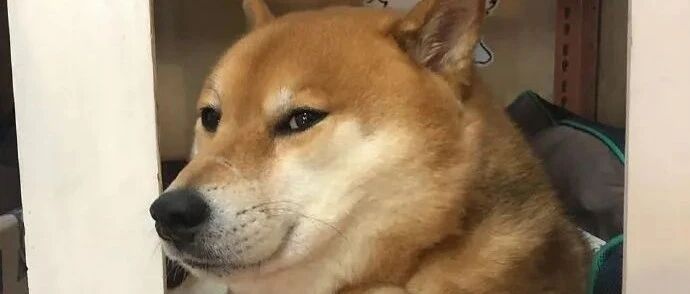 某地发文将扑杀新冠患者的宠物，引发众怒，官方迅速回应：深表歉意，停止实施！