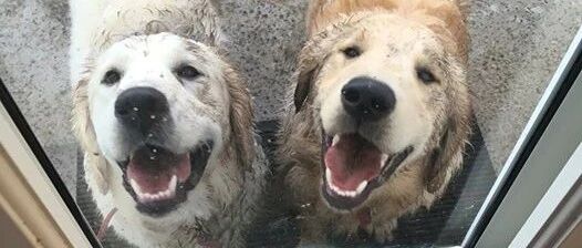 养狗后最崩溃的瞬间......这狗还能要吗？