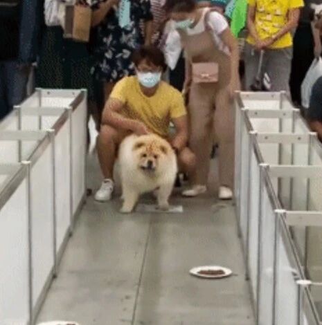 给松狮报名赛跑，结果这货错以为是大胃王决战，一路狂吃...