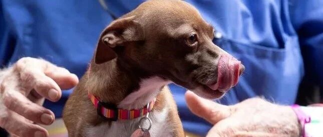 独居老人突然中风，吉娃娃模仿倒下动作，竟救了他一命...