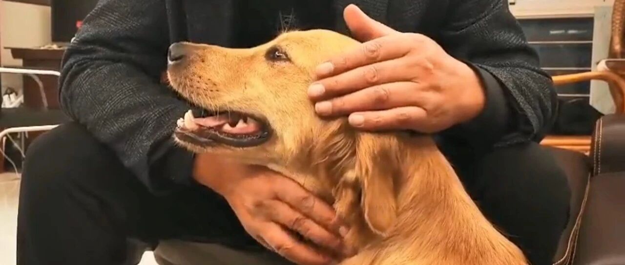 大金毛暴走了100多公里，凭一次坐车记忆找回了家！