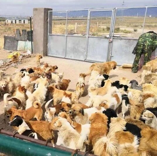 紧急！西北戈壁滩上数千只流浪狗饥荒中，急需救助~