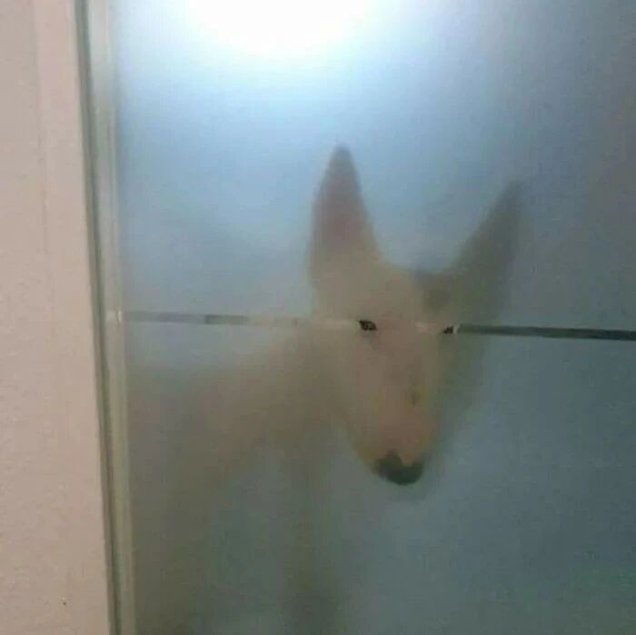 养了一只好奇心很重的狗是什么体验？