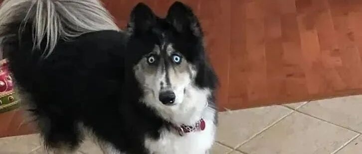 二哈因长得太丑，两年来都无人愿意领养，可如今却人人夸...