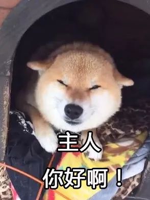 出差回家,我被狗子踹进医院了...........-微信头条网 出差回家,我被狗子踹进医院了...........
