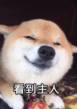 出差回家,我被狗子踹进医院了...........-微信头条网 出差回家,我被狗子踹进医院了...........