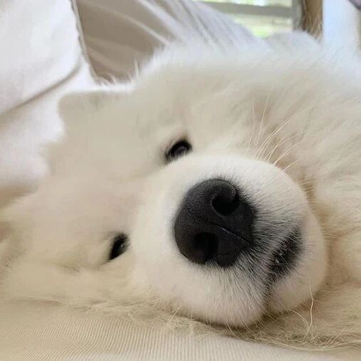 看了这个后，萨摩耶：请问爱我你怕了吗?