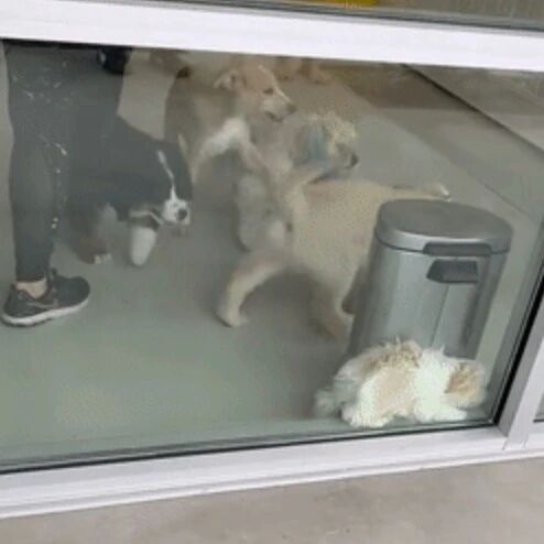 当狗狗患上社交恐惧症..网友：彷佛看到了自己!