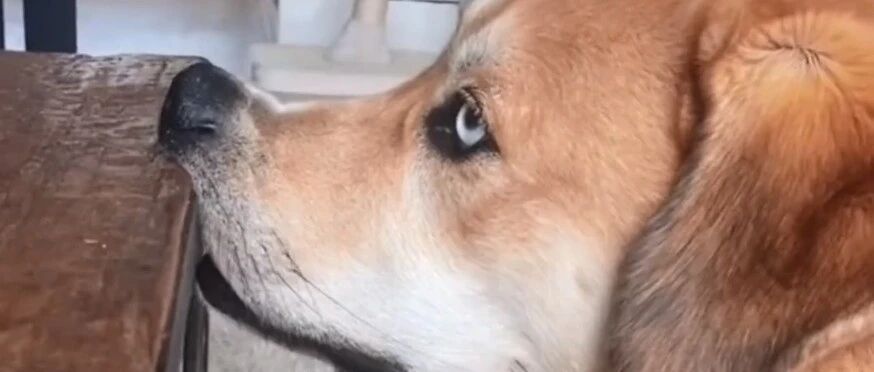 狗狗喜欢挤扁鼻子，主人还以为它生病了，可医生的话却让人笑喷...