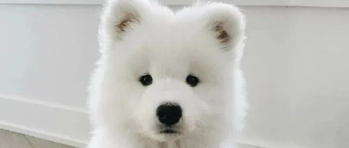 痛心！老人被狗绳绊倒身亡，这到底是谁的责任？