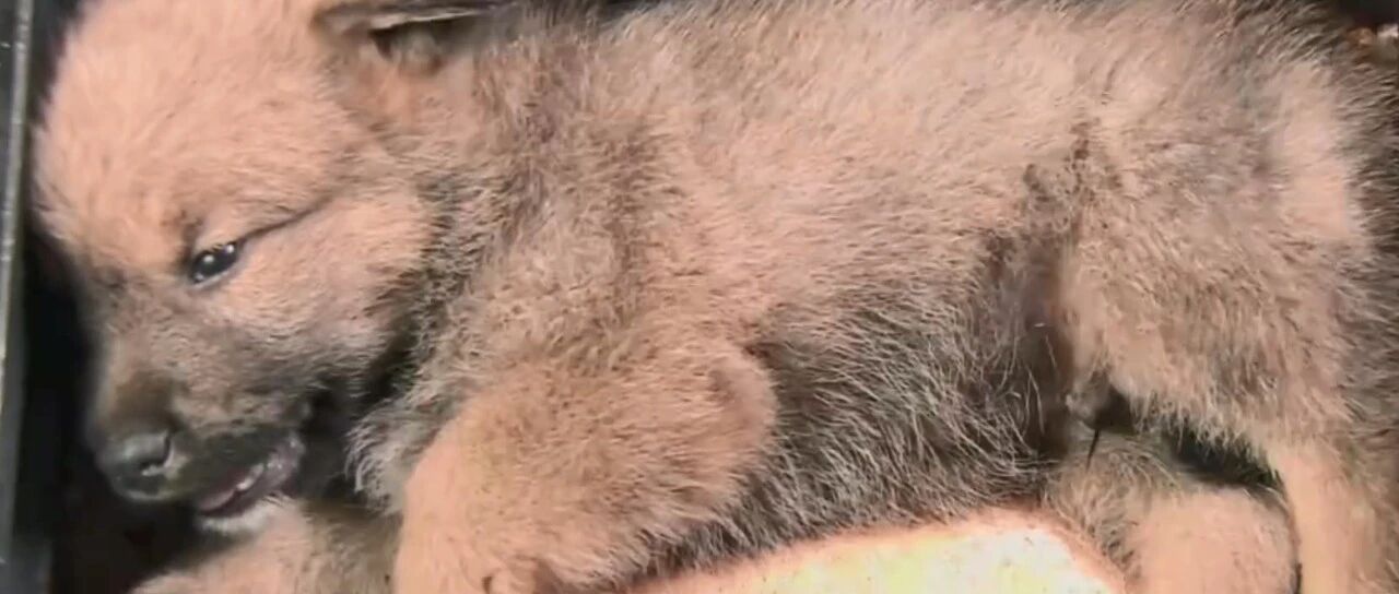 为了一秒钟的镜头，疑似打死一条小狗...拍剧就能践踏生命？