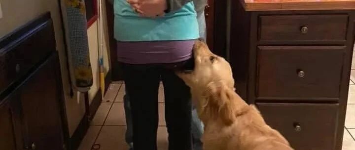 大狗狗一jio踢飞小狗...哈哈哈哈哈狗子的嫉妒心也太强了吧！