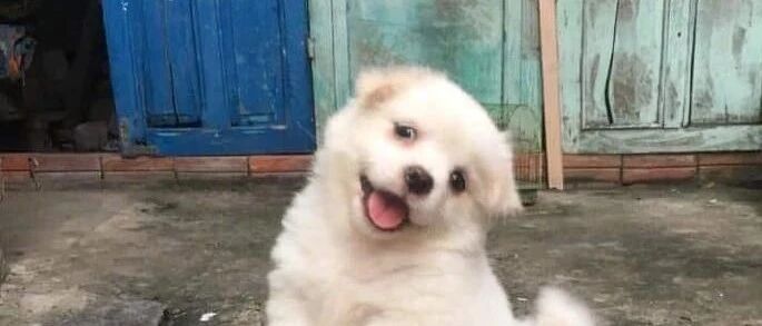 什么时候你会很心疼一只狗？它狂追了主人8公里...