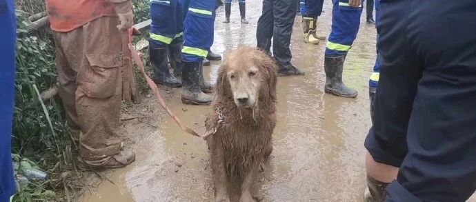 山体滑坡搜救现场，搜救犬金毛为救人变“泥猴”...