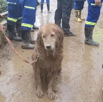 山體滑坡搜救現場，搜救犬金毛為救人變「泥猴」... 寵物 第15張