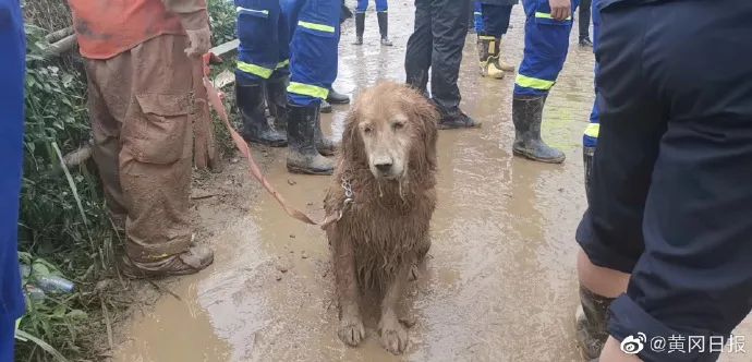 山體滑坡搜救現場，搜救犬金毛為救人變「泥猴」... 寵物 第2張