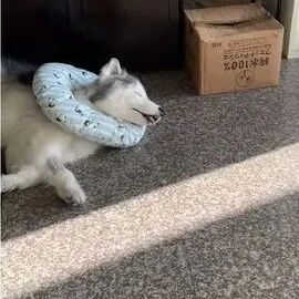 14岁老哈士奇刚出院，它救过的一只流浪猫特地上门拜访...