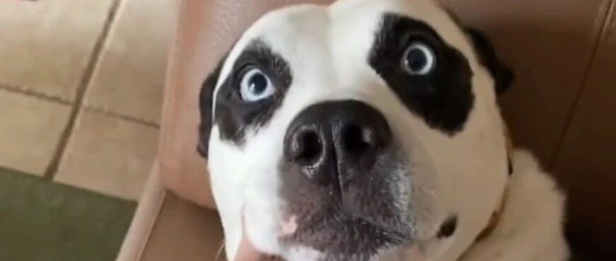 狗子因自带黑眼圈走红，看了它一家三口的长相后...爆笑如雷了！