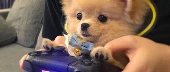 为什么狗狗更喜欢女生？因为男人养狗的画风是这样的...