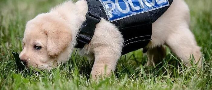 开学啦！工作犬第一天上学的样子...要被萌哭了！