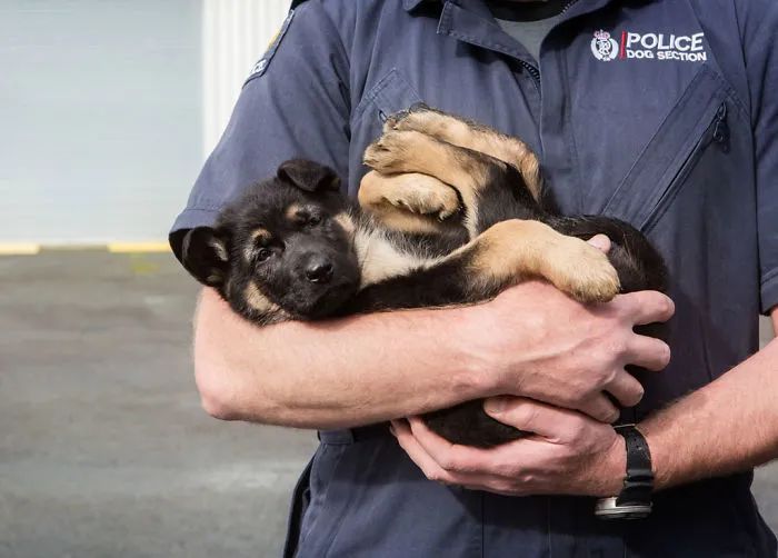 開學啦！工作犬第一天上學的樣子...要被萌哭了！ 寵物 第13張