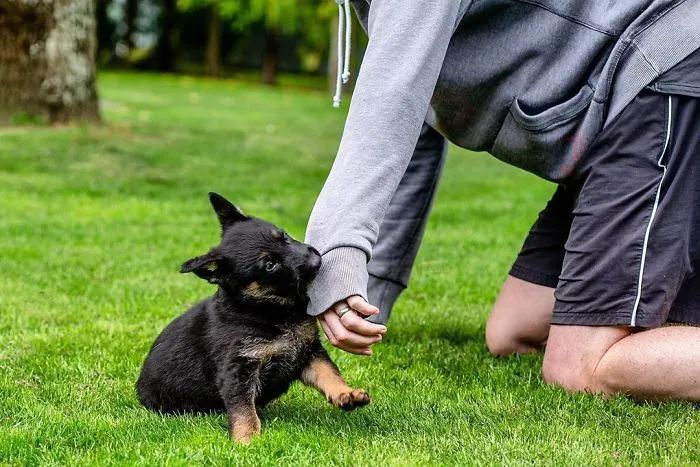 開學啦！工作犬第一天上學的樣子...要被萌哭了！ 寵物 第10張