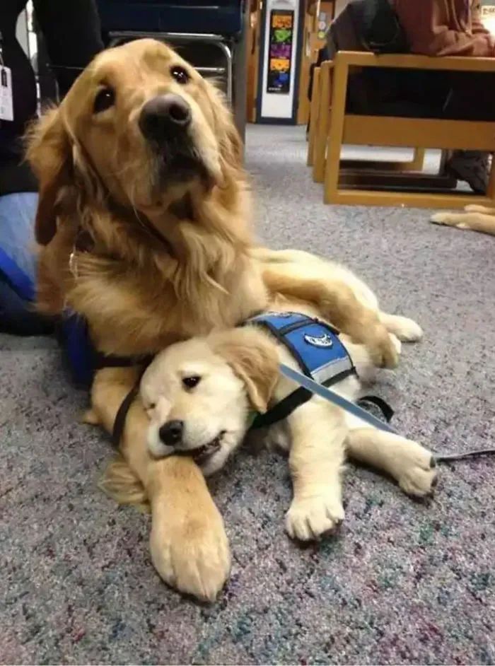 開學啦！工作犬第一天上學的樣子...要被萌哭了！ 寵物 第6張