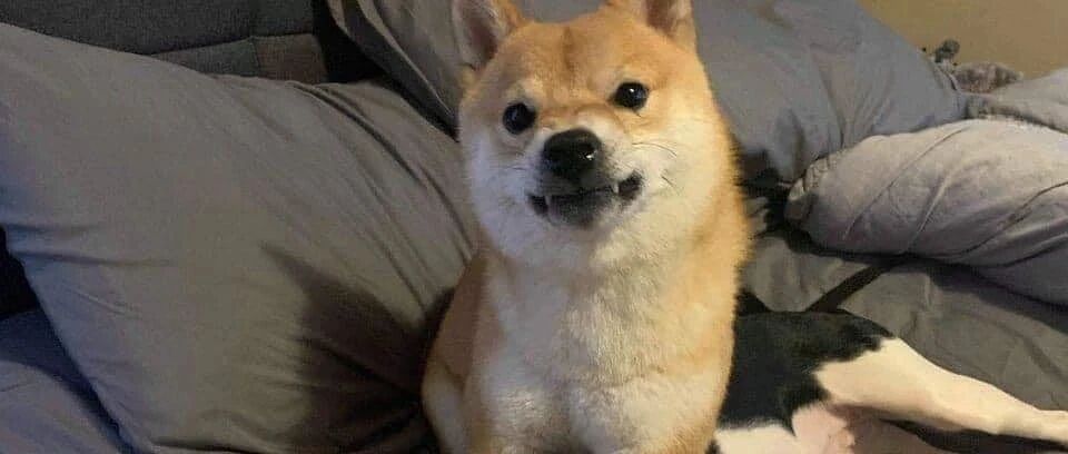 狗狗因“有攻击性”被遗弃，可刚领养一天就发现，真相其实是...