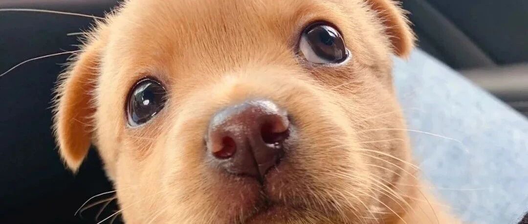 工地门口捡到的小田园犬，萌翻无数网友：像个傲娇的小海豹！