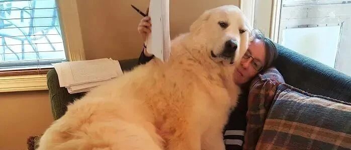 养了大狗狗后不能做的事...哈哈哈哈哈这也太真实了！