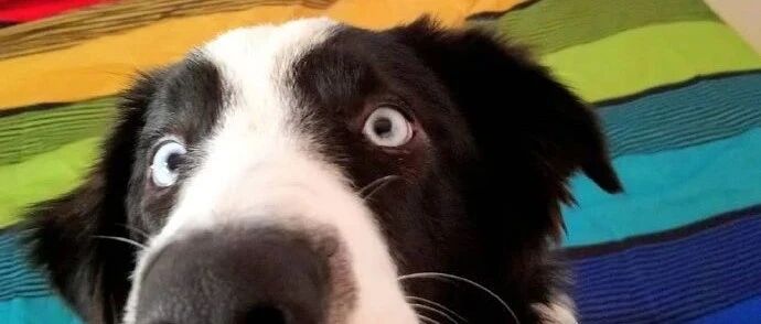 为什么不用边牧当搜救犬？训导员揭秘：不敢教，怕它不把我放在眼里！