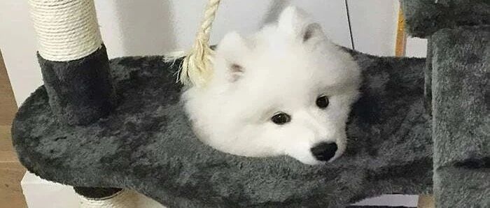 被猫咪带大的狗子...哈哈哈哈哈哈哈汪界之耻！