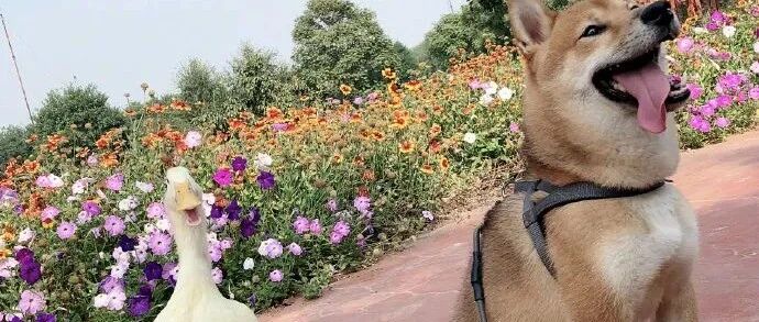 瓢哥的好朋友被人吃了...王珞丹的寻鸭启事戳痛了无数铲屎官。